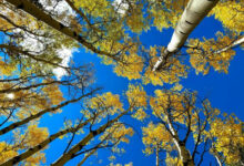 Photo of Захватывающие фотографии осенней листвы, сделанные в разных уголках мира (25 фото)