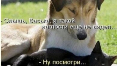 Photo of Шоу невероятных совпадений — мемы и приколы | Bugaga
