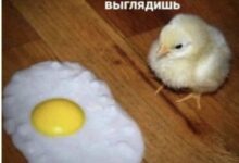 Photo of Настроение: листать и смеяться — смешные мемы | Bugaga