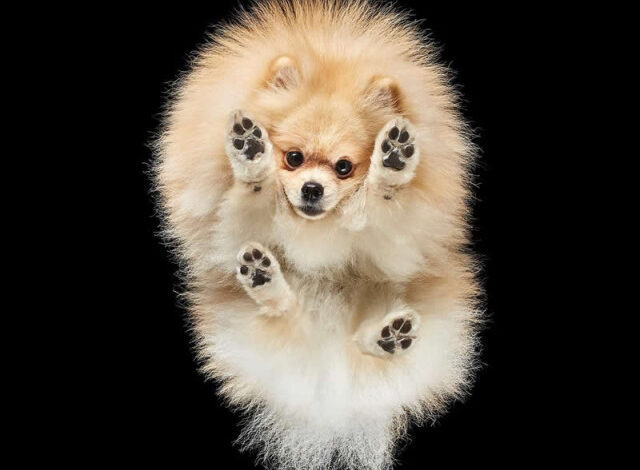 Photo of Сюрреалистичные фотографии Андрюса Бурбы: как выглядят животные снизу (19 фото)