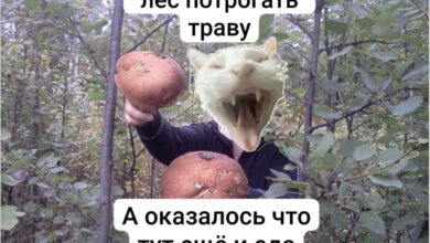 Photo of Цифровой детокс запрещен, только мемы — прикольные картинки | Bugaga