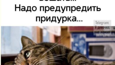 Photo of Мемы уровня «я не просил, но спасибо» — смешные фото/мемы/приколы | Bugaga
