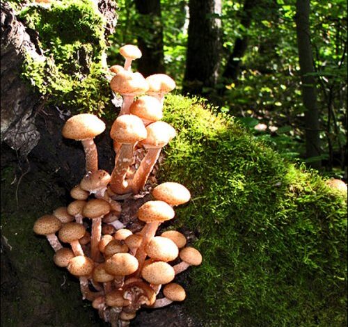 Photo of Компот из грибного дождя