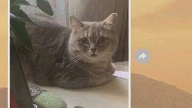 Photo of Маркетинговая стратегия моего кота — приколы | Bugaga