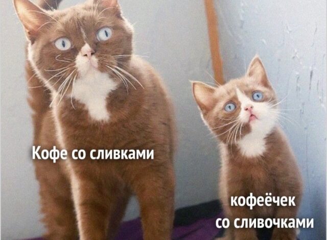 Photo of Дневник инопланетного наблюдения — мемы | Bugaga
